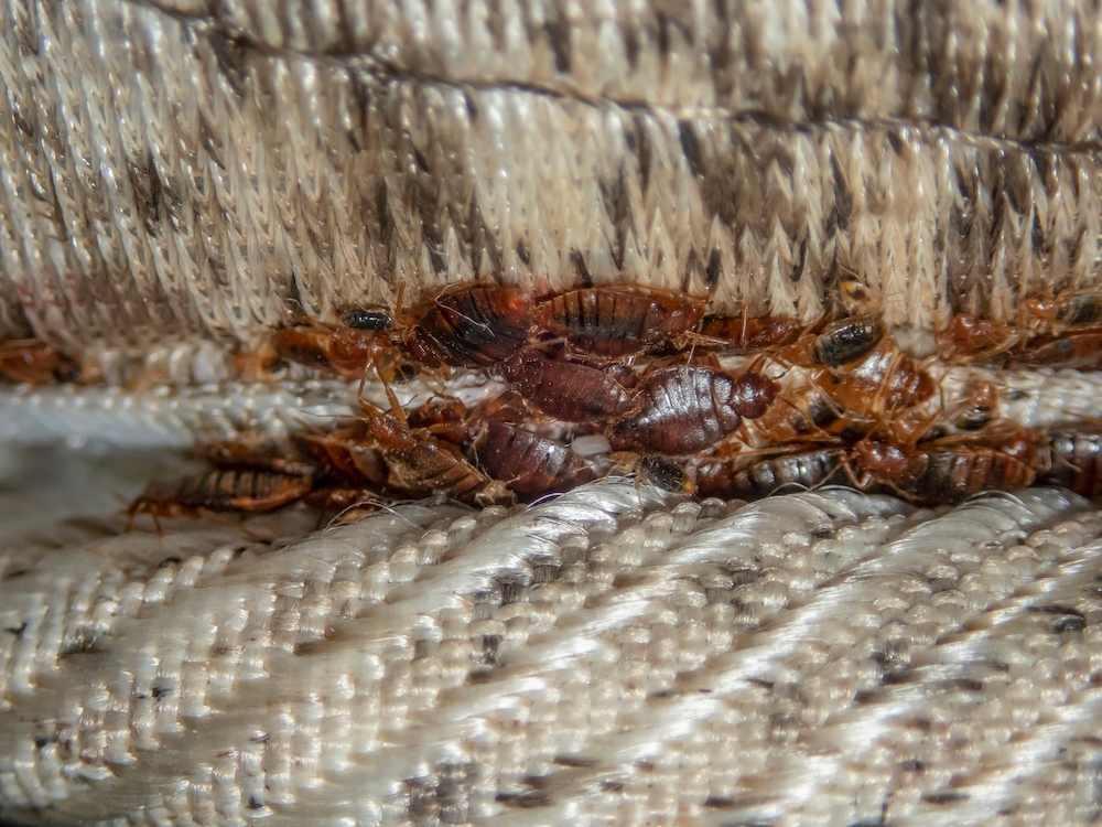 bed bug removal treatments in VA
